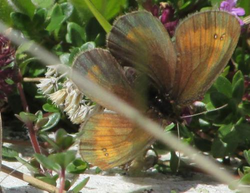 Erebia mnestra